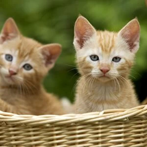 Cat - ginger tabby kittens in basket
