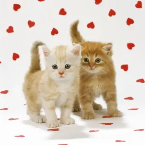 Cat - two Ginger Tabby kittens on heart background Cat - two Ginger Tabby kittens on heart background