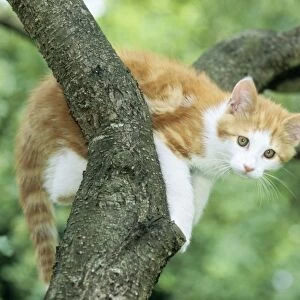 Cat - Ginger & White Kitten on tree