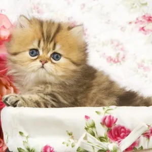 Cat - Golden shaded Persian kitten