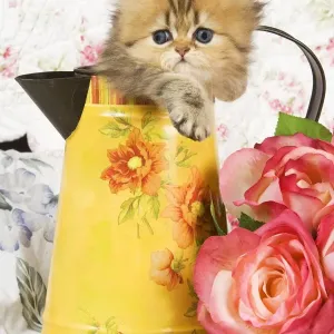 Cat - Golden shaded Persian kitten in water jug Cat - Golden shaded Persian kitten in water jug