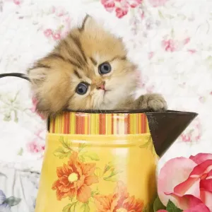 Cat - Golden shaded Persian kitten in water jug