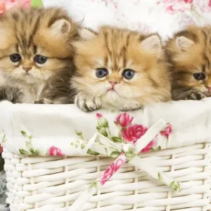 Cat - three Golden shaded Persian kittens