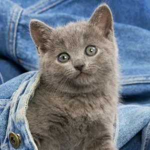 Cat - grey Chartreux kitten on jean material Cat - grey Chartreux kitten on jean material