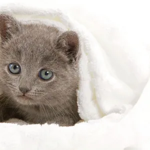 Cat - grey Chartreux kitten in studio under blanket