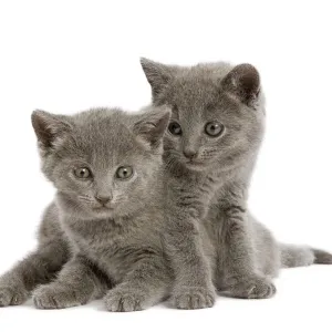 Cat - two grey Chartreux kittens in studio