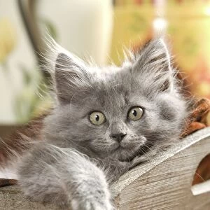 Cat - Grey kitten lying in wooden box
