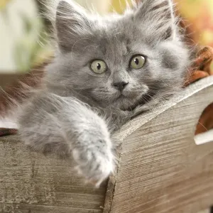Cat - Grey kitten lying in wooden box