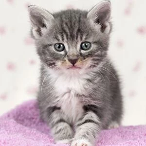 Cat - Grey Tabby kitten