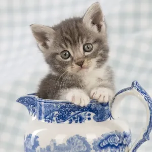 Cat - Grey Tabby kitten sitting in china jug