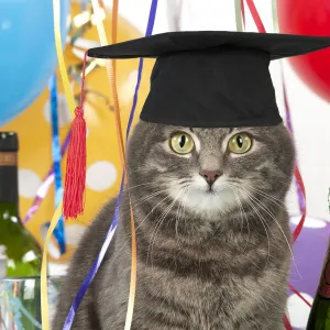 Cat ~ Grey Tabby wearing Graduation Cap with party decorations