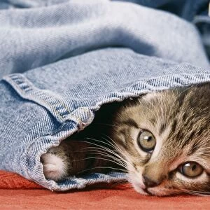 Cat JD 13284 Kitten in jeans © John Daniels / ARDEA LONDON