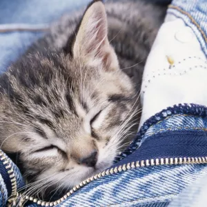 Cat JD 13288 Kitten in jeans © John Daniels / ARDEA LONDON