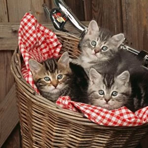 Cat JD 16793 E 3 Kittens in basket on bicycle © John Daniels / ardea. com