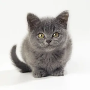 Cat - kitten 11 weeks old Cat - kitten 11 weeks old