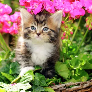 Cat. Kitten (7 weeks old) sitting amongst pink plants