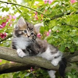 Cat. Kitten (7 weeks old) sitting in tree