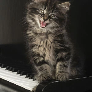 CAT. Kitten, brown tabby (8 weeks old ) sitting on a piano keys, mouth open