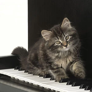 CAT. Kitten, brown tabby (8 weeks old ) sitting on a piano keys