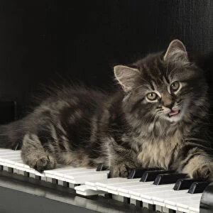 CAT. Kitten, brown tabby (8 weeks old ) laying on a piano keys