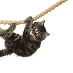 CAT. Kitten, brown tabby (8 weeks old ) playing / hanging on to a rope, studio