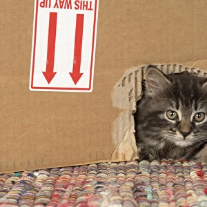 CAT. Kitten, brown tabby (8 weeks old ) looking out of a hole in a cardboard box