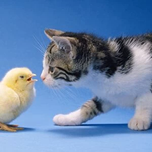 Cat - Kitten & Chick