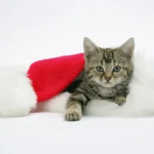 Cat - Kitten in a Christmas hat Cat - Kitten in a Christmas hat