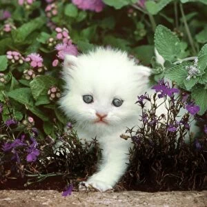 Cat - Kitten climbing amongst garden flowers