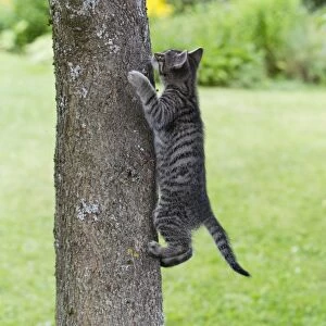 Cat - kitten climbing tree trunk - Lower Saxony - Germany