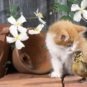 Cat - kitten with duckling