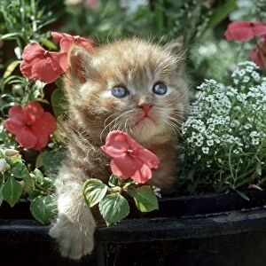 Cat - Kitten in flowers in garden