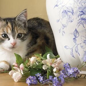 Cat - kitten with flowers & jug
