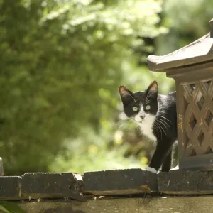 Cat Kitten in garden