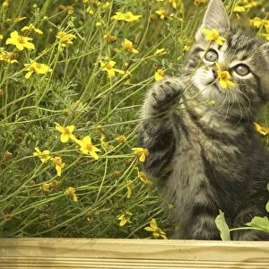 Cat Kitten in garden