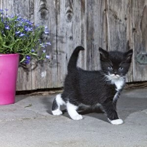 Cat - kitten in front of garden shed - Lower Saxony - Germany