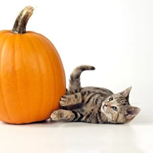 CAT - Kitten laying next to a pumpkin