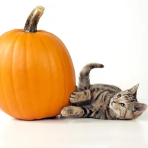 CAT - Kitten laying next to a pumpkin