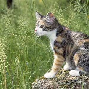 Cat - kitten on log