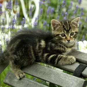 Cat Kitten lying on chair in garden