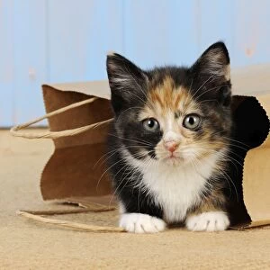 Cat - Kitten in paper bag