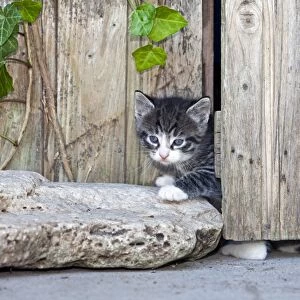 Cat - kitten peering out of garden shed door - Lower Saxony - Germany