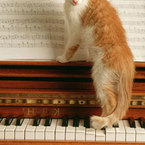 Cat Kitten on Piano