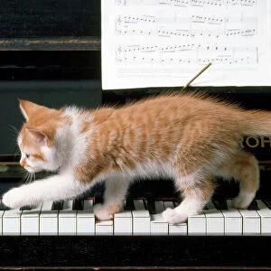 Cat - kitten on piano