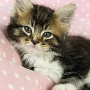Cat - Kitten on pink background Cat - Kitten on pink background