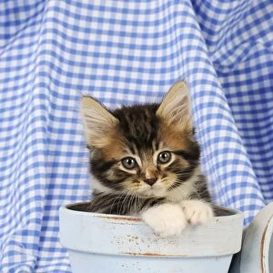 Cat. Kitten in plant pots