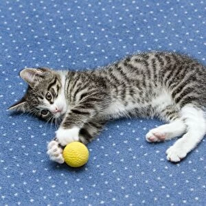 Cat - kitten playing with ball on living room carpet - Lower Saxony - Germany
