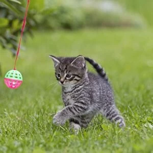 Cat - kitten playing with bell-ball in garden - Lower Saxony - Germany