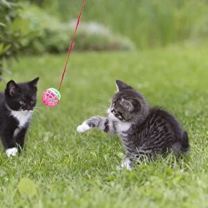 Cat - two kitten playing with bell-ball in garden - Lower Saxony - Germany