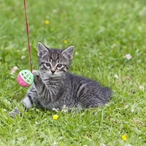 Cat - kitten playing with bell-ball on lawn - Lower Saxony - Germany